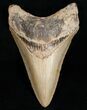 Lower Megalodon Tooth - Great Serrations #11993-1